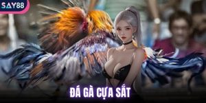 đá gà cựa sắt