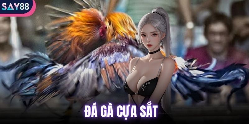 đá gà cựa sắt