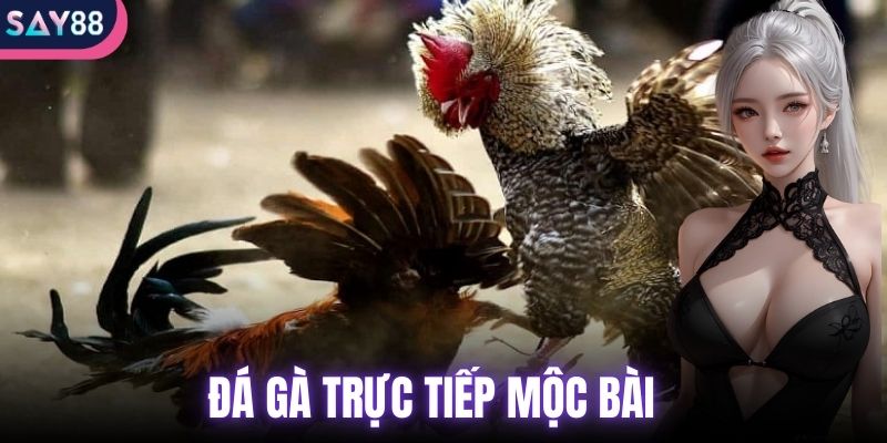 đá gà trực tiếp Mộc Bài