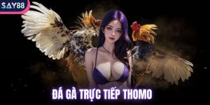 đá gà trực tiếp Thomo